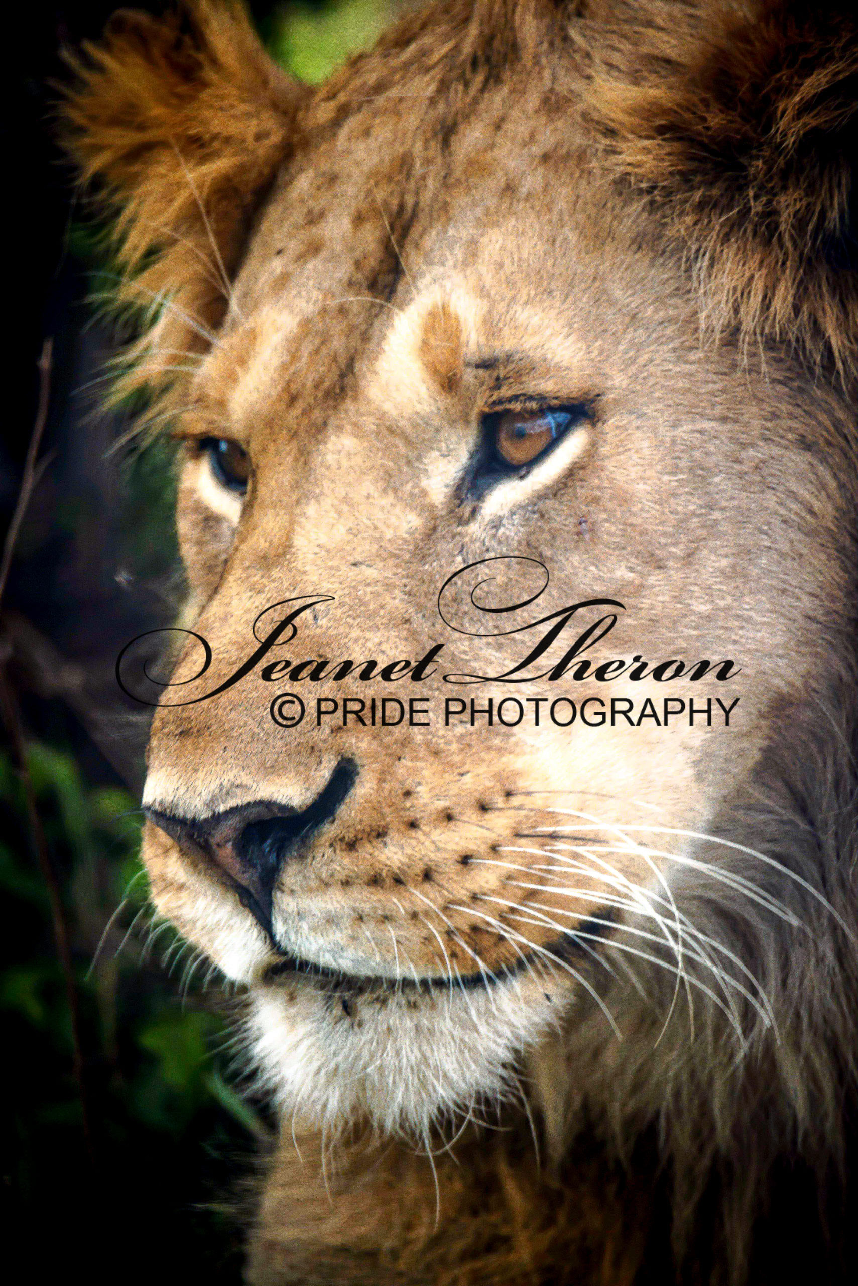Pride-Photography
